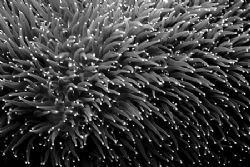 Pillar Coral - An extreme B&W close-up of pillar coral. 1... by Laszlo Ilyes 